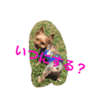 ヨーキー兄弟 2（個別スタンプ：16）