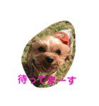 ヨーキー兄弟 2（個別スタンプ：20）