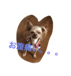 ヨーキー兄弟 2（個別スタンプ：22）