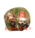 ヨーキー兄弟 2（個別スタンプ：23）