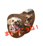 ヨーキー兄弟 2（個別スタンプ：24）