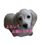 カニンヘンと（個別スタンプ：1）