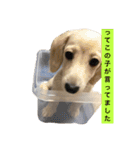 カニンヘンと（個別スタンプ：9）