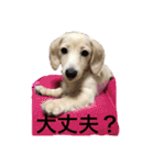 カニンヘンと（個別スタンプ：11）