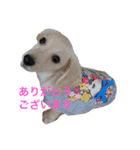 カニンヘンと（個別スタンプ：13）
