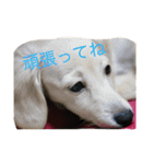 カニンヘンと（個別スタンプ：18）