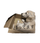 カニンヘンと（個別スタンプ：21）