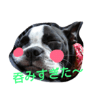 鼻ぺちゃ犬の年末年始あいさつ集（個別スタンプ：3）