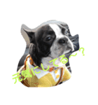鼻ぺちゃ犬の年末年始あいさつ集（個別スタンプ：4）