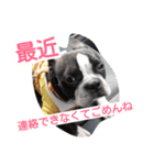 鼻ぺちゃ犬の年末年始あいさつ集（個別スタンプ：5）