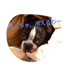 鼻ぺちゃ犬の年末年始あいさつ集（個別スタンプ：6）