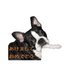 鼻ぺちゃ犬の年末年始あいさつ集（個別スタンプ：7）