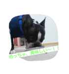 鼻ぺちゃ犬の年末年始あいさつ集（個別スタンプ：8）