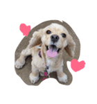 cute puppy "storm"（個別スタンプ：1）