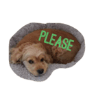 cute puppy "storm"（個別スタンプ：2）