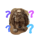 cute puppy "storm"（個別スタンプ：3）