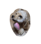 cute puppy "storm"（個別スタンプ：5）