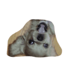 cute puppy "storm"（個別スタンプ：7）
