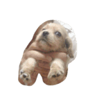 cute puppy "storm"（個別スタンプ：8）