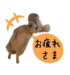 トイプードルの日常会話 チャコ＆ナッピー（個別スタンプ：10）