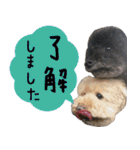 トイプードルの日常会話 チャコ＆ナッピー（個別スタンプ：17）