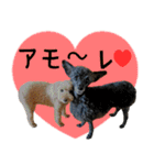 トイプードルの日常会話 チャコ＆ナッピー（個別スタンプ：39）