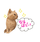 猫のさくたろう1（個別スタンプ：4）