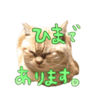 猫のさくたろう1（個別スタンプ：5）