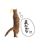 猫のさくたろう1（個別スタンプ：6）