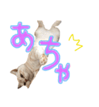 猫のさくたろう1（個別スタンプ：7）