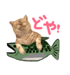 猫のさくたろう1（個別スタンプ：9）