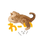 猫のさくたろう1（個別スタンプ：10）