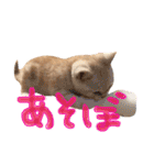 猫のさくたろう1（個別スタンプ：12）