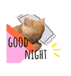 猫のさくたろう1（個別スタンプ：13）