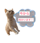 猫のさくたろう1（個別スタンプ：14）