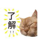 猫のさくたろう1（個別スタンプ：16）