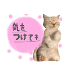 猫のさくたろう1（個別スタンプ：17）