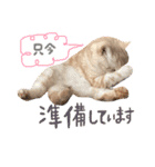 猫のさくたろう1（個別スタンプ：18）
