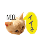 猫のさくたろう1（個別スタンプ：19）