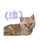 猫のさくたろう1（個別スタンプ：20）