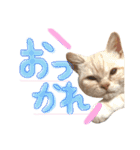 猫のさくたろう1（個別スタンプ：21）