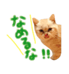 猫のさくたろう1（個別スタンプ：22）