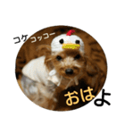 ヨーキー ありす 16個（個別スタンプ：2）