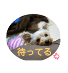 ヨーキー ありす 16個（個別スタンプ：8）