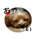 ヨーキー ありす 16個（個別スタンプ：11）