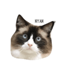 大好きな猫  ラグドールのすたんぷです（個別スタンプ：1）