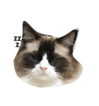 大好きな猫  ラグドールのすたんぷです（個別スタンプ：2）