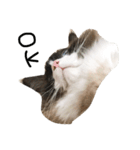 大好きな猫  ラグドールのすたんぷです（個別スタンプ：6）
