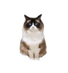大好きな猫  ラグドールのすたんぷです（個別スタンプ：7）