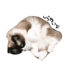 大好きな猫  ラグドールのすたんぷです（個別スタンプ：8）